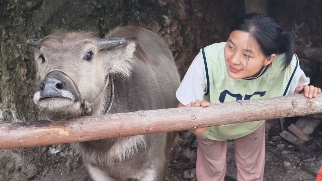 和牛牛玩一下