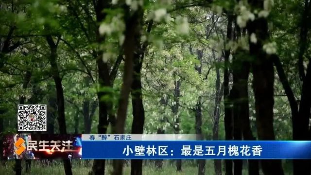 【春“醉”石家庄】小壁林区:最是五月槐花香