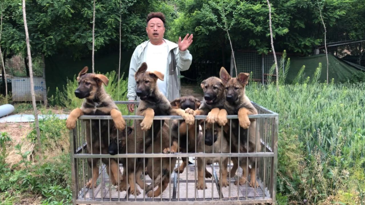 昆明犬价格纯种图片