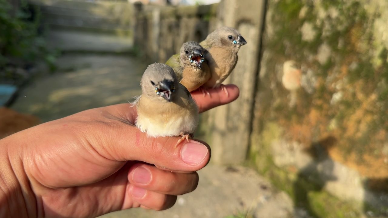 七彩文鸟幼鸟的嘴图片