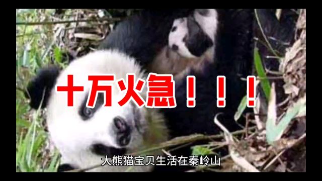 大熊猫宝贝|金丝猴发出紧急求救信号,大熊猫急急急