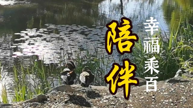  陪伴幸福乘百