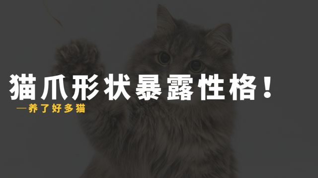 猫爪形状不同,猫咪性格也不同