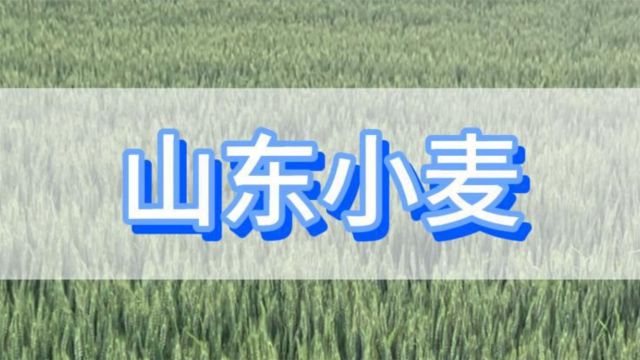 小麦施肥方案山东小麦返青用爱施蔓蔓叶叶面肥,茎秆强健长势好,比没用过的好很多