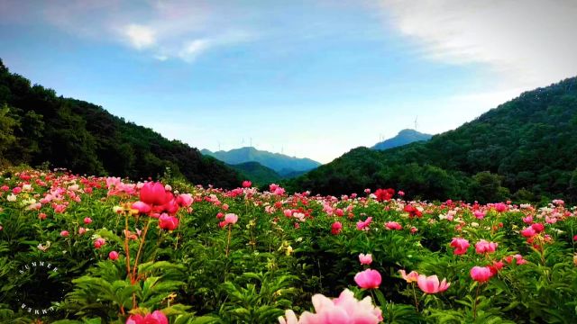 黄塘芍药园美景