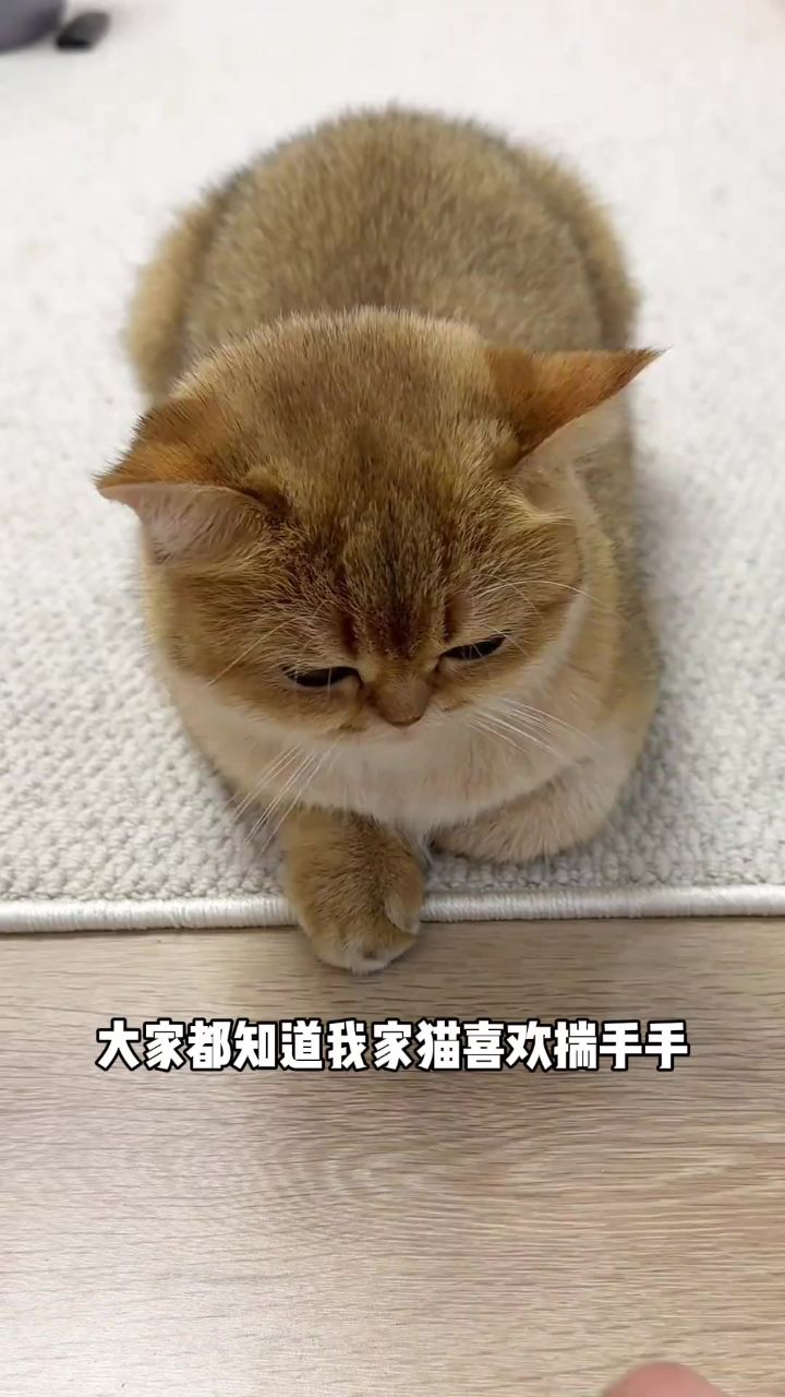 天冷了又到了猫咪揣手手的季节了哈哈哈哈