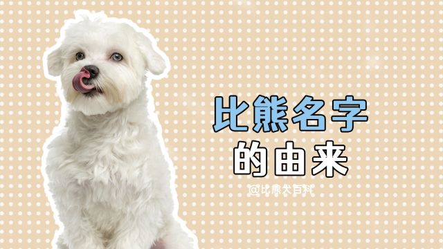 比熊犬名字的由来,99%的人都不知道!