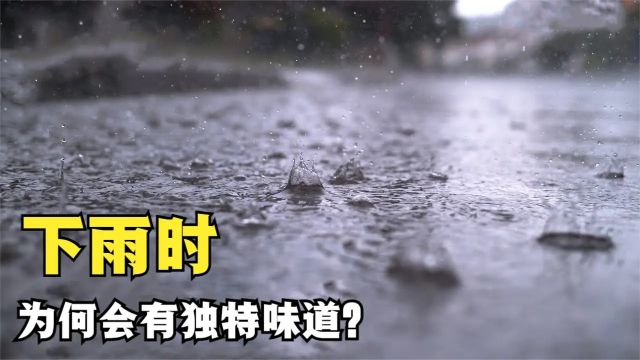 下雨天闻到的水泥地味道,到底是从何而来?原来这就是“潮土油”