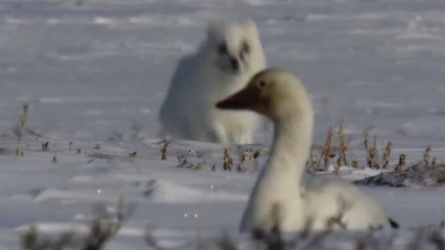 雪雁在北极繁殖,遇上饥饿的狐狸,想吃到大餐可不容易