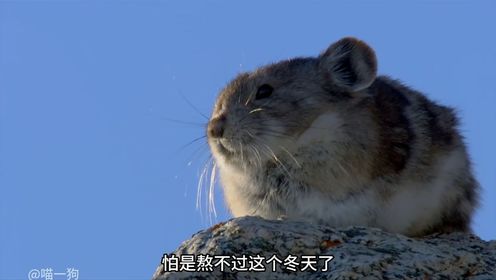 第3集：这是我见过最惨的鼠兔，这个冬天一卒了之#鼠兔#野生动物#动物世界#动物科普#动物的迷惑行为_高清1080P在线观看平台_腾讯视频