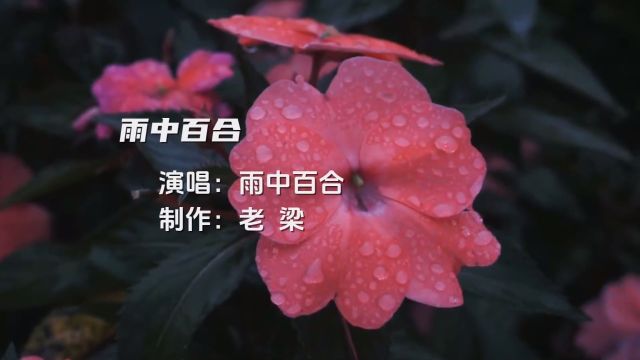 雨中百合原唱《雨中百合》,悠悠的歌声,让人难以忘却!