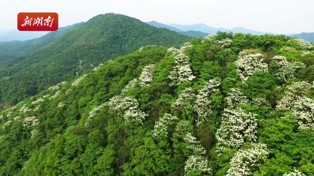 满山花开 洁白如雪