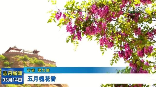 志丹县:五月槐花香