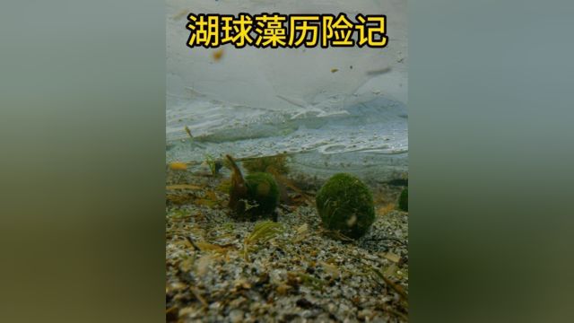 来自冰河世纪的水生植物 湖球藻