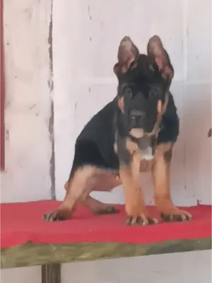 锤系德牧 #德牧犬 #萌宠日常记录 #锤系德牧幼犬 #纯种德牧