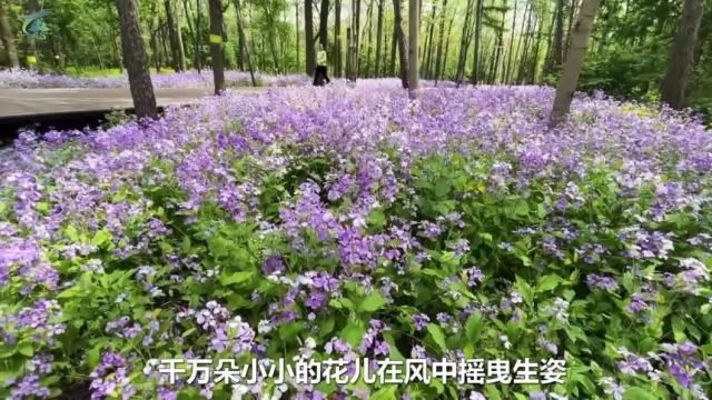 东北林大校园:紫色花海如梦似幻