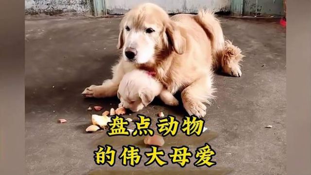 盘点动物的伟大母爱