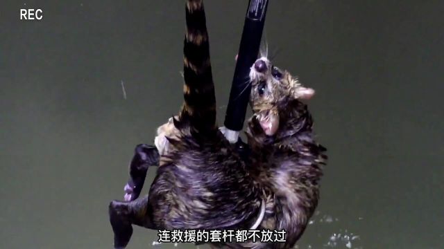 灵猫被困深井,被好心人救助,动物救助,动物救援,灵猫