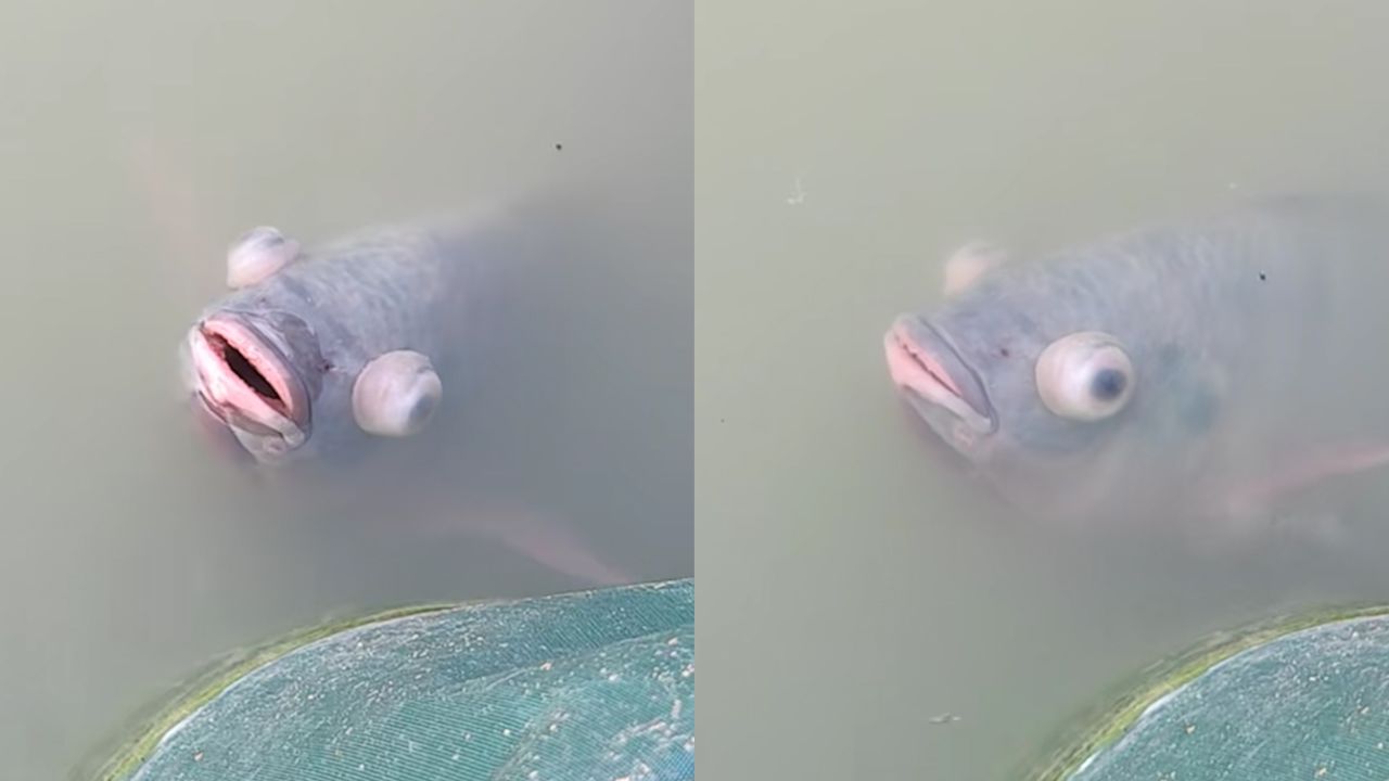 好吓人!男子钓鱼遇形似变异凸眼鱼