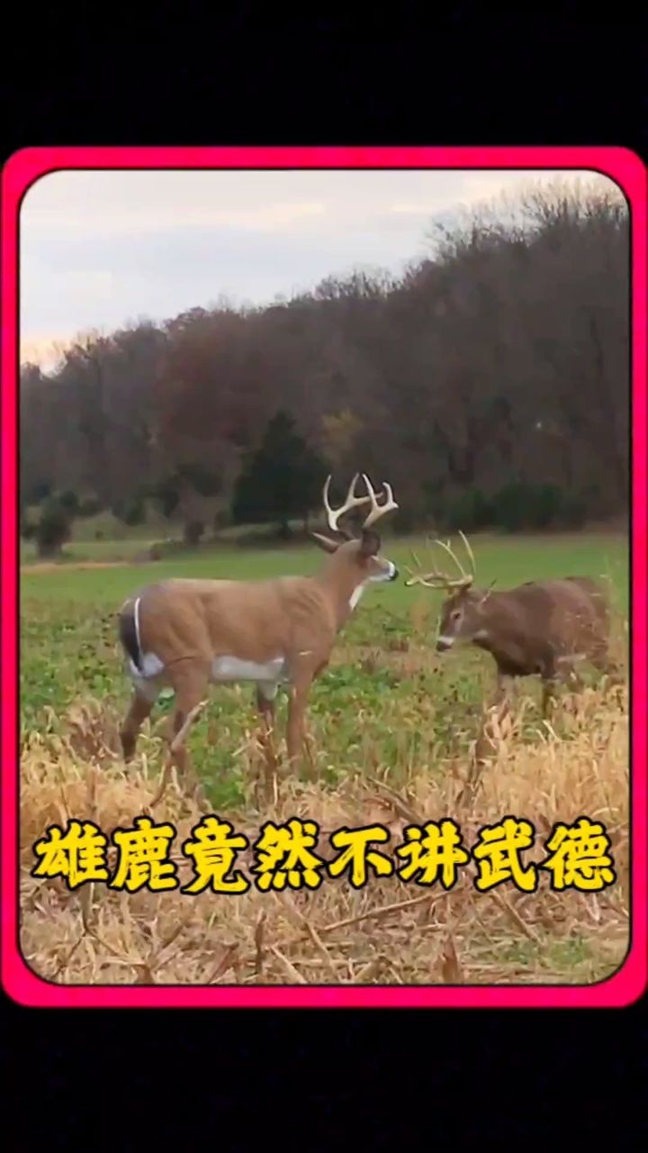 雄鹿不讲武德