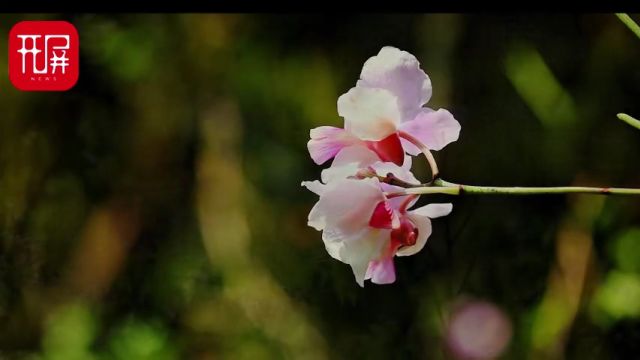 美好生活在云南|似蝶非蝶!易危物种凤蝶兰惊艳绽放