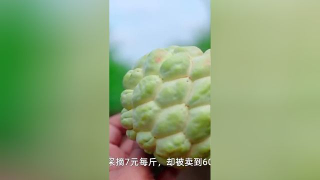 释迦果种植:中国本土种植,让番荔枝价格锐减!#释迦果#番荔枝 3