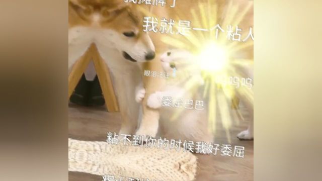 发给对象的表情包#发给对象表情包#情侣日常#表情包#猫咪表情包#用表情包表示你的心情