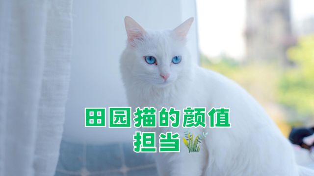 田园猫中颜值担当临清狮子猫