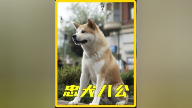 即使被完全剧透依然想看的电影《忠犬八公》1