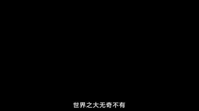 盘点关于动物们的神奇真相,企鹅求婚只需要一颗石头就能搞定?