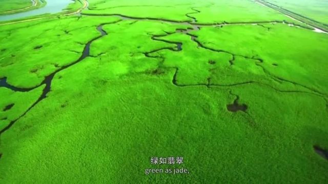 生物多样性优秀案例(62) | 辽宁盘锦市强化湿地保护 共建人与自然和谐美丽家园