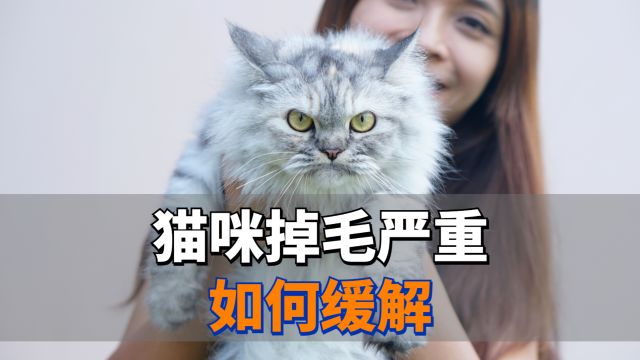 猫咪掉毛严重,这几个做法可以帮助缓解!