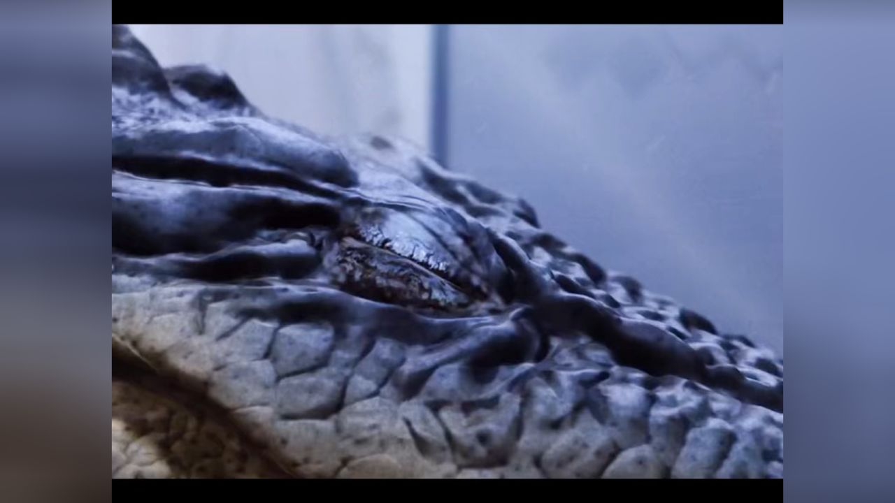 这电影中的巨型鳄鱼也太夸张了点