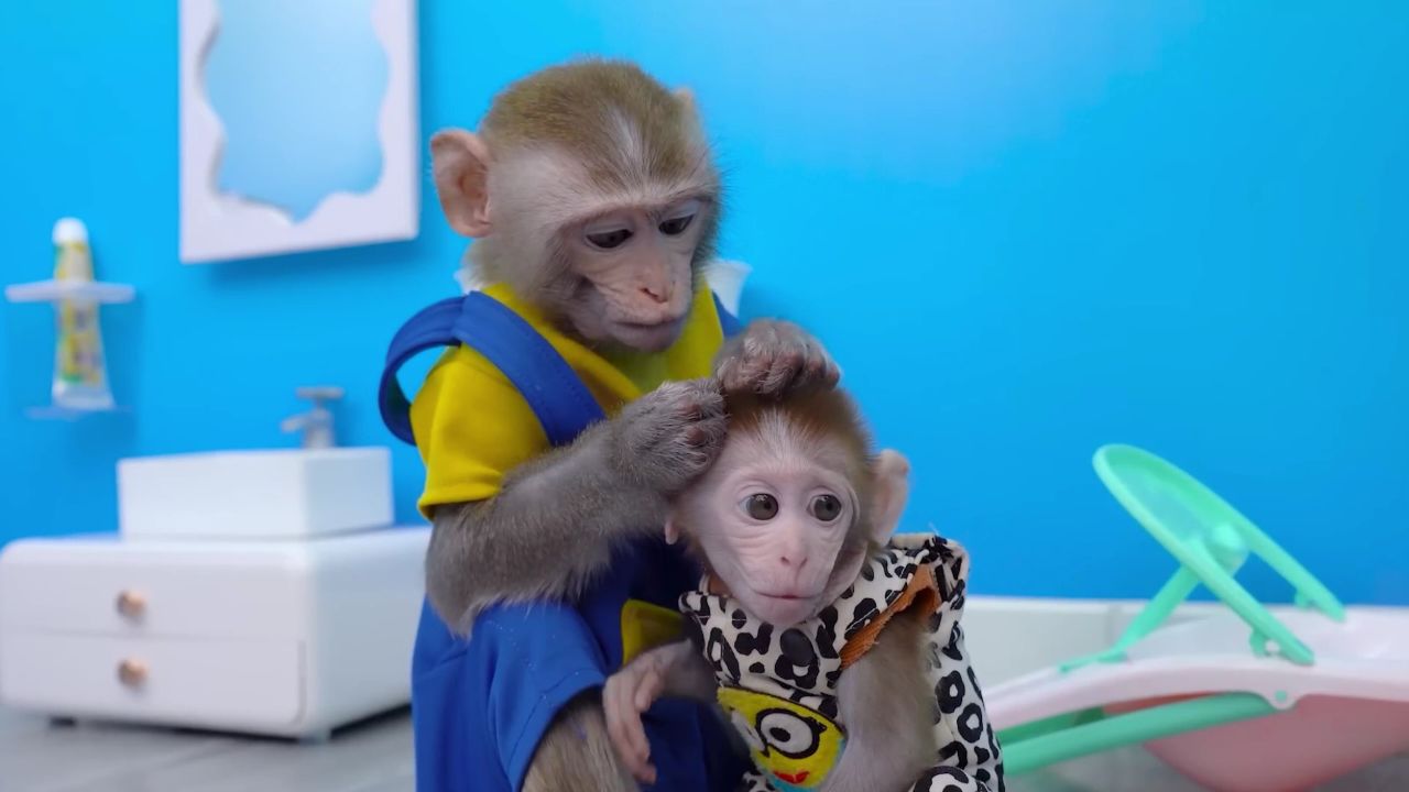 小猴子给猴宝宝刷牙