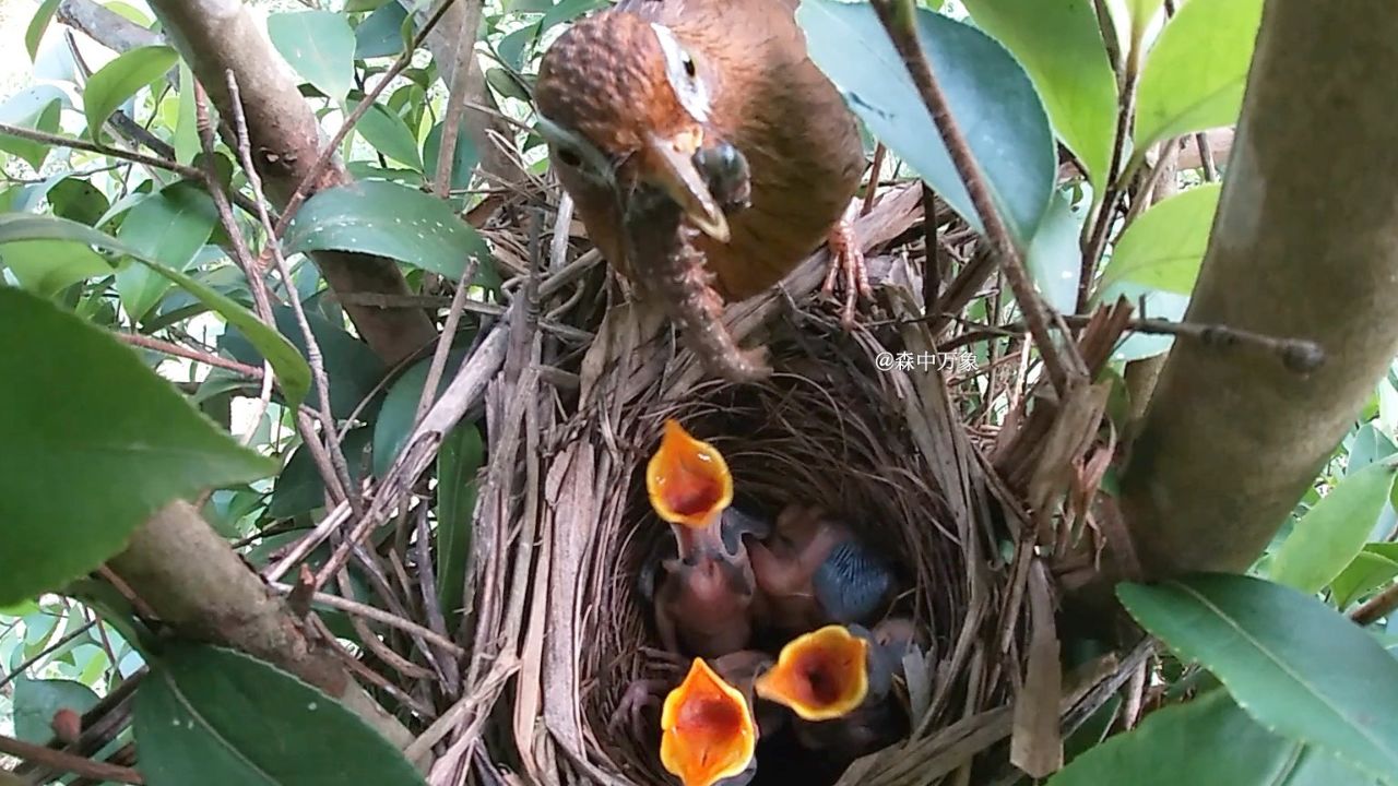 画眉鸟夫妇一前一后的觅食回来喂养雏鸟