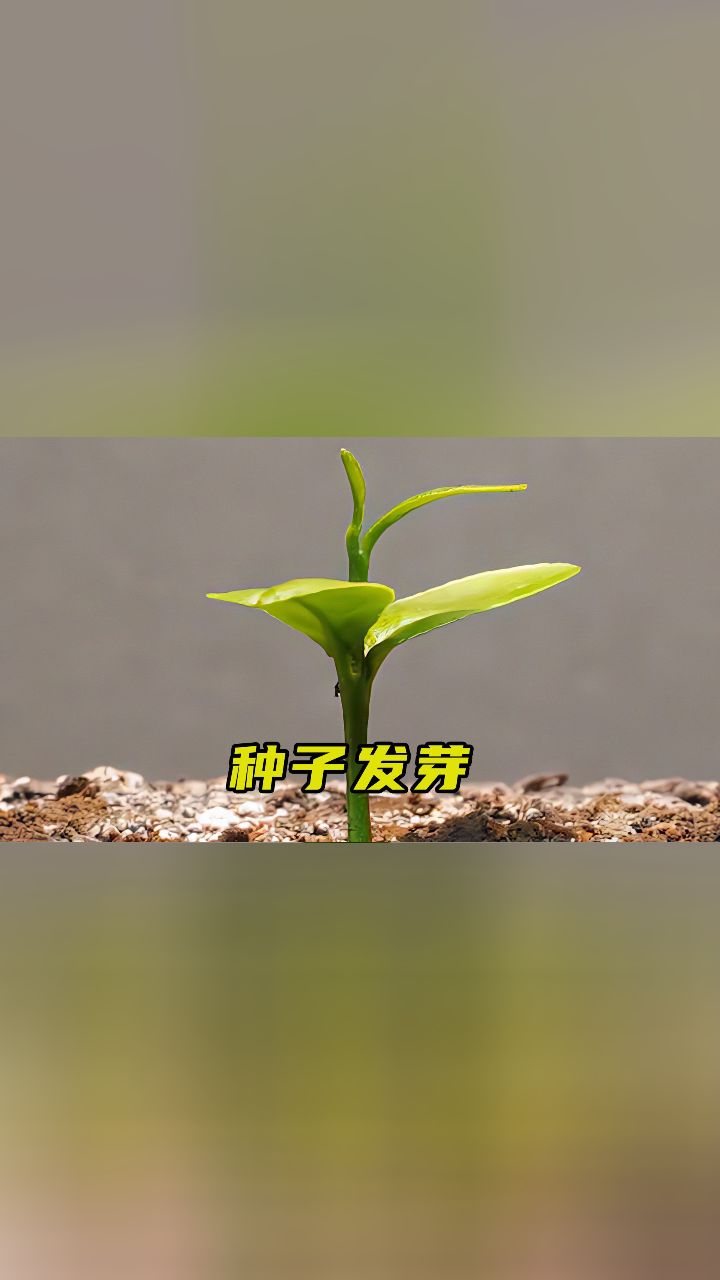 ӷѿȫ