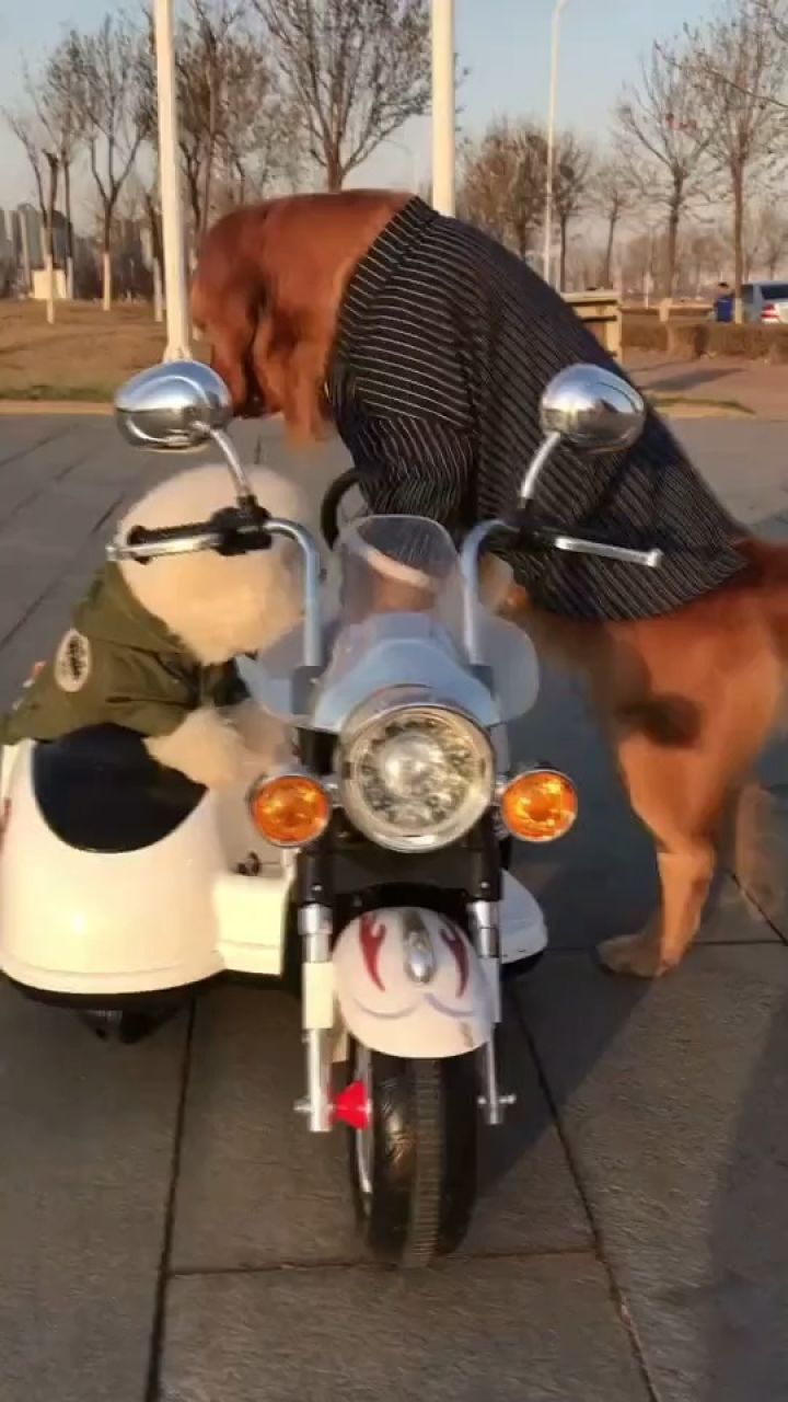 金毛轮胎骑三轮车霸气出场