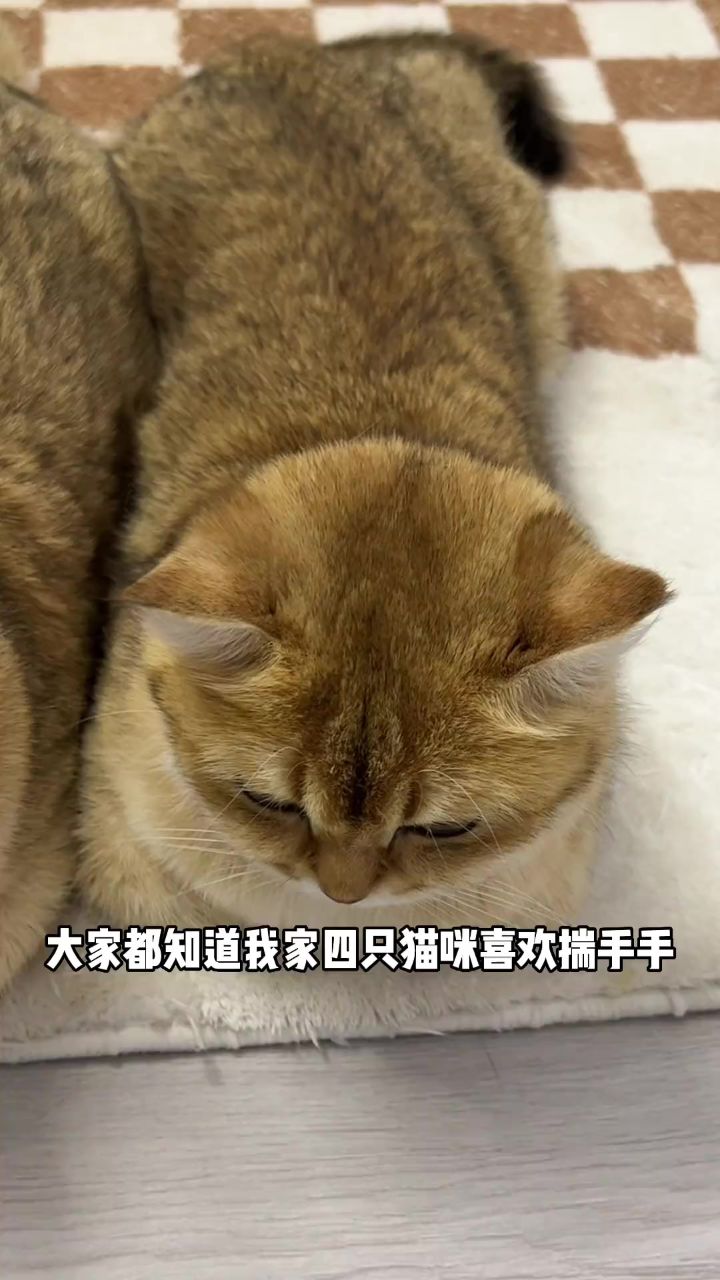 天冷了,又到了猫咪揣手手的季节了!