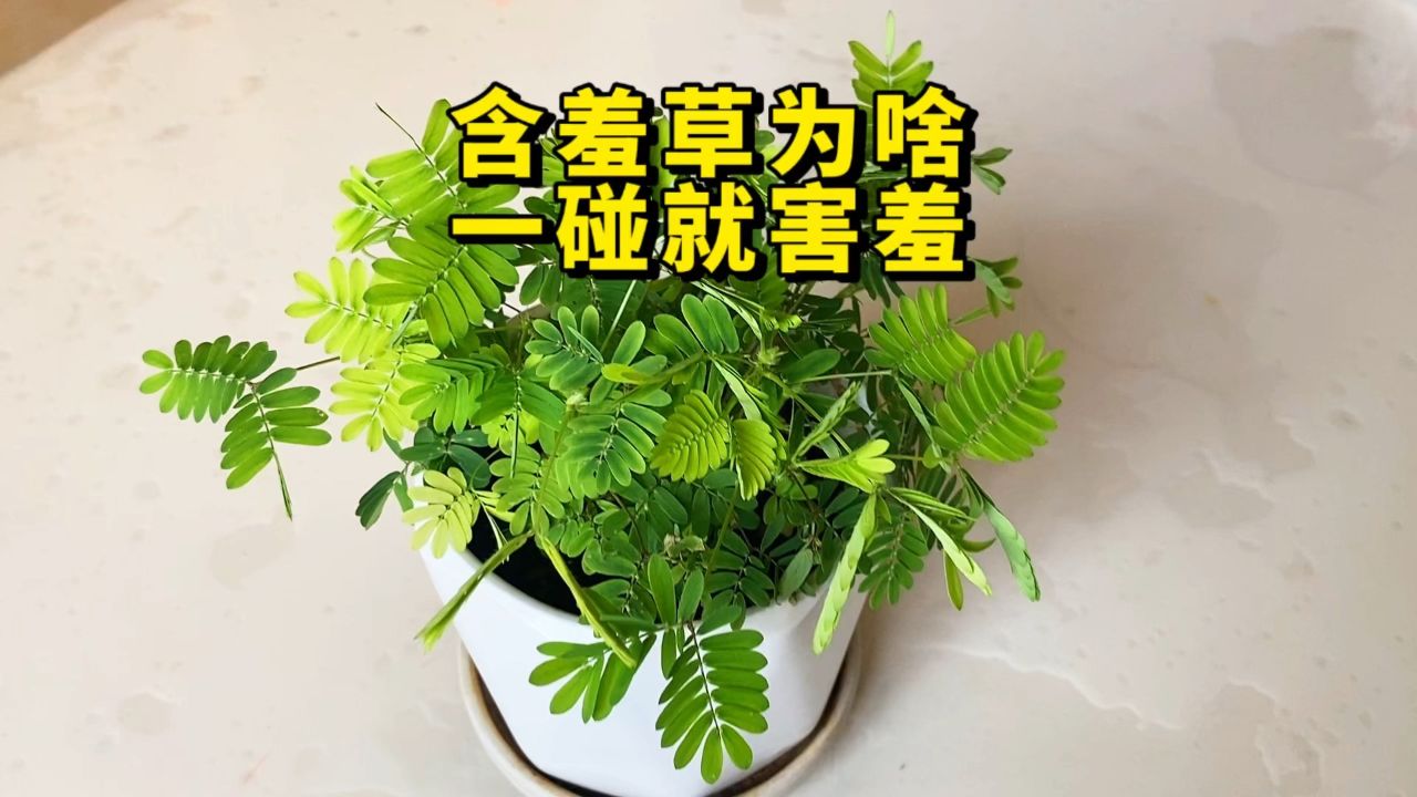 含羞草把害羞表现的淋漓尽致