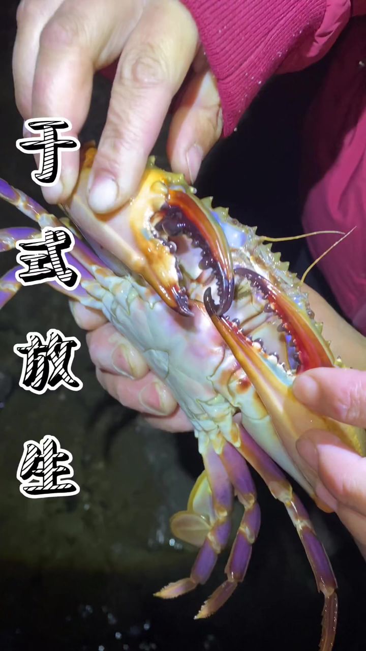 觅食间发现了一个超级大的赤甲红螃蟹,它的钳子居然和拳头一样,特别香