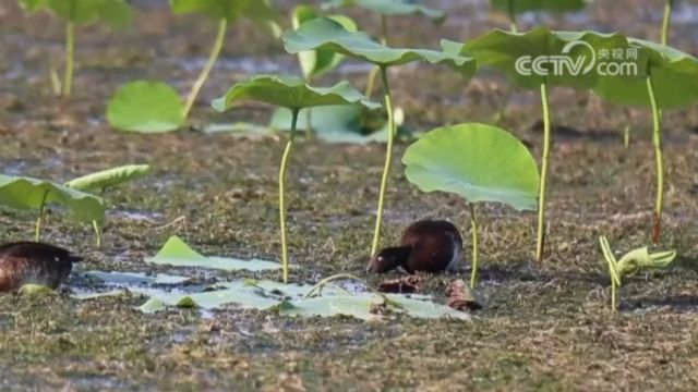 河南商丘:200余只青头潜鸭安家黄河故道