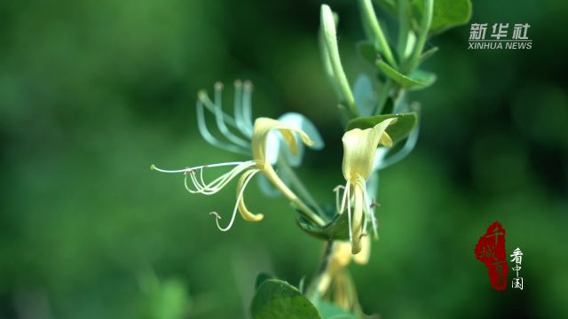 千城百县看中国|河北巨鹿:金银花“链”起致富路