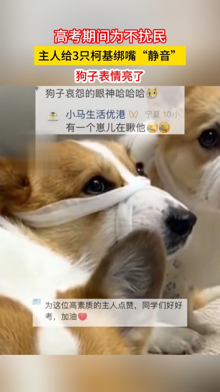 高考期间为不扰民,主人给3只柯基绑嘴"静音",狗子表情亮了