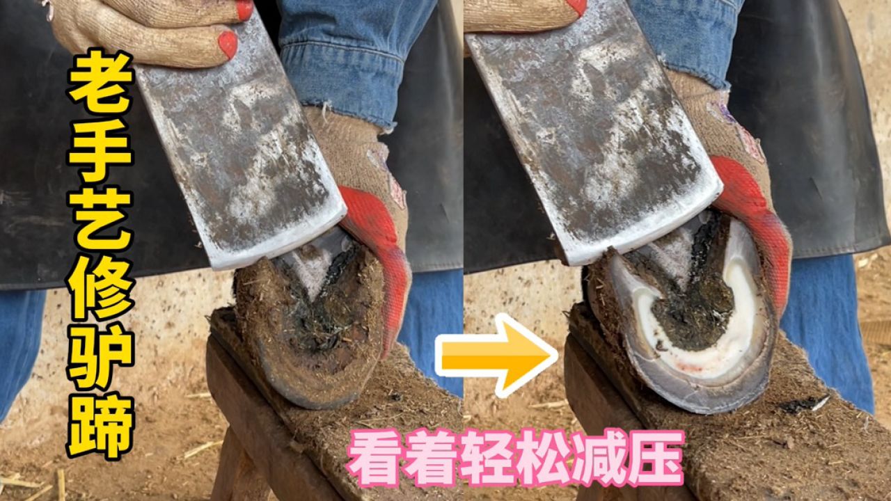 老手艺师傅给纯黑色的毛驴修蹄子,手法干脆利落,看着轻松又解压