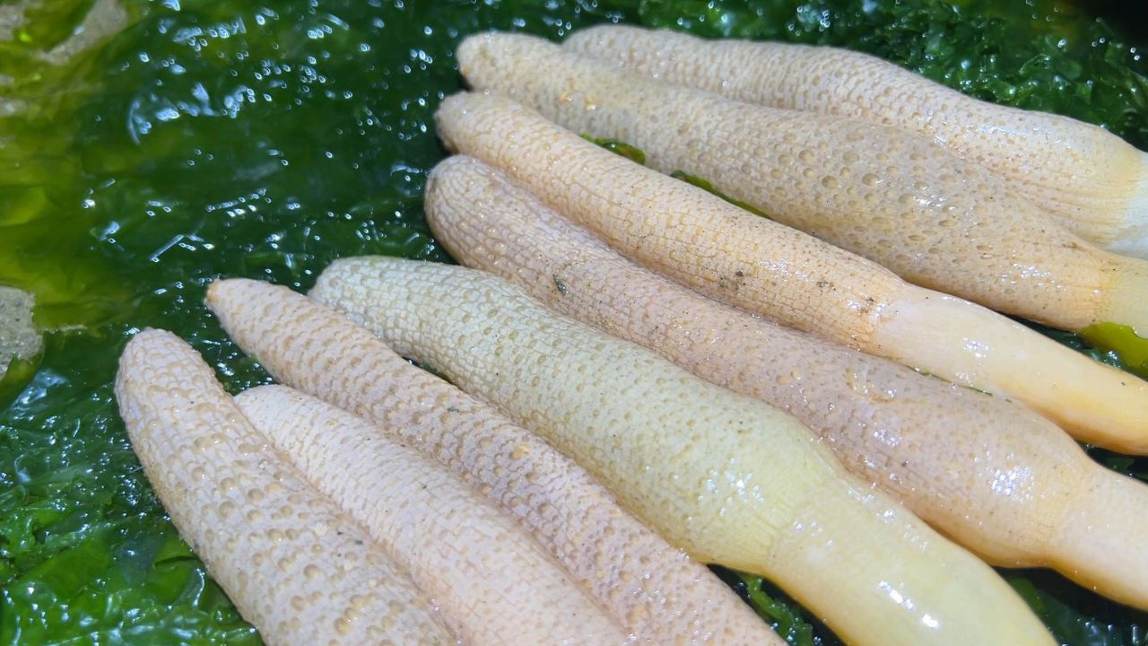 小斗赶海捡到几十根海玉米,礁石下还翻出大八爪,孩子有口福了