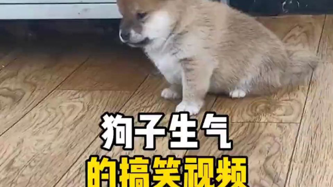 盘点爱生气的狗子,为什么连生气都这么可爱#狗狗