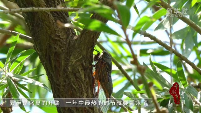 千城百县看中国|广东东莞:风动荷花香 蝉鸣夏日长