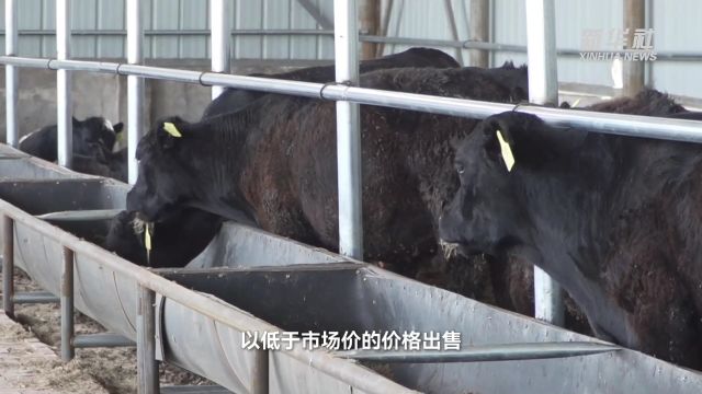 内蒙古锡林浩特:加强饲草供给 缓解旱情影响