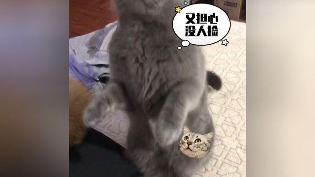 #我和我的猫#记录猫咪日常#猫咪的迷惑行为