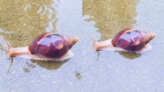 广西壮族自治区百色市逢烟雨季巨型蜗牛伏地 个体硕大形状修长吮吸雨露上演蜗牛漫步景图